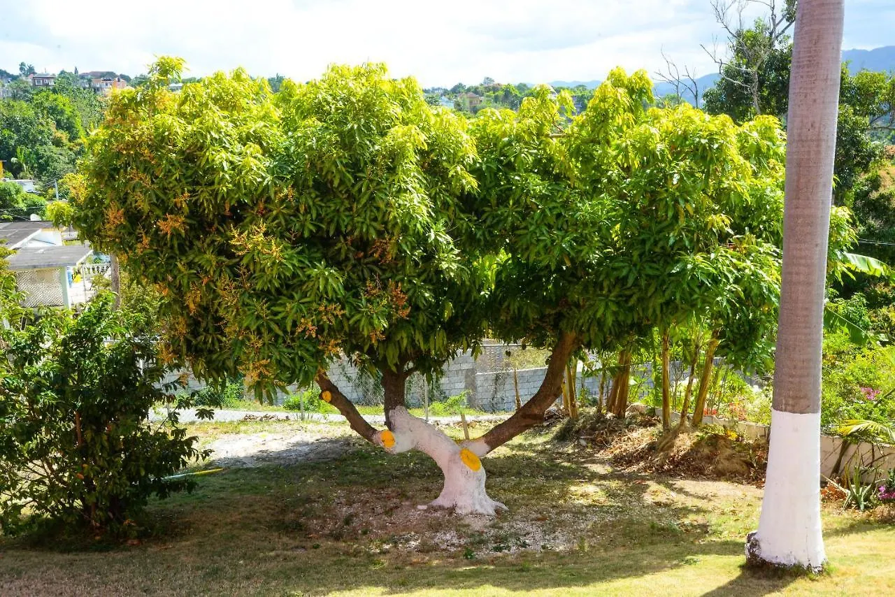 Guest house Three Palm Villa Montego Bay Jamaica