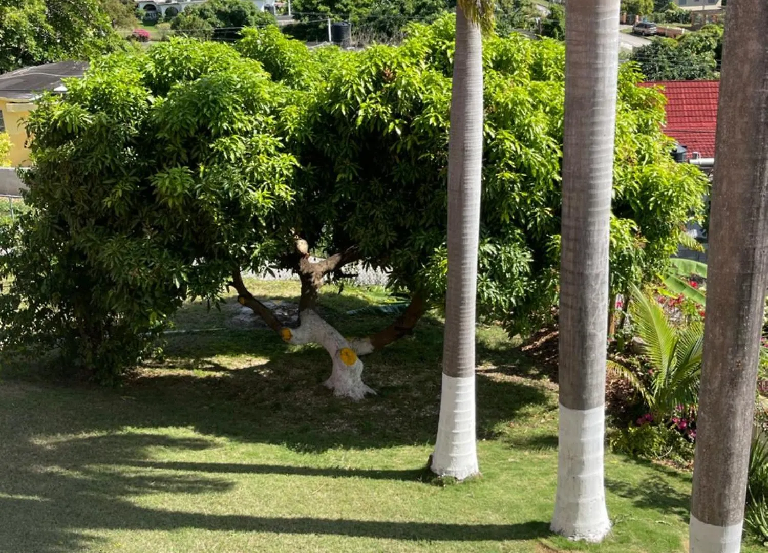 Three Palm Villa Montego Bay